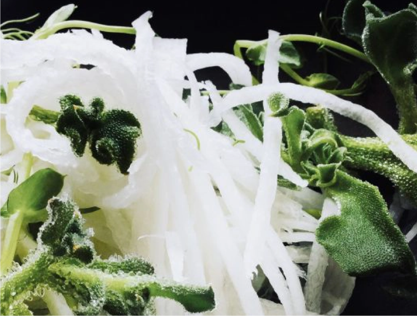 Galería 2 Ensalada de rábano daikon y brotes del rocío